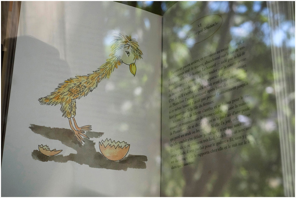 Histoire du coq Sébastien